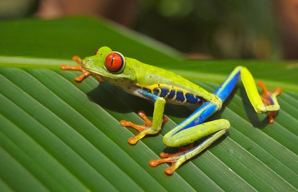 Kostarika fauna žáby